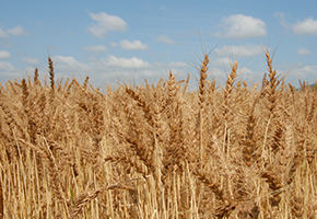 Rah-mugi Wheat